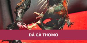 Đá Gà Thomo: Hướng Dẫn Chi Tiết và Kinh Nghiệm Cá Cược