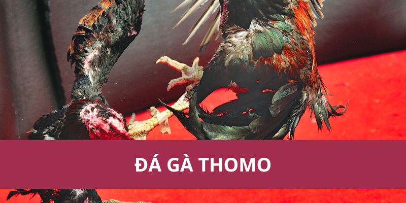 Đá Gà Thomo: Hướng Dẫn Chi Tiết và Kinh Nghiệm Cá Cược