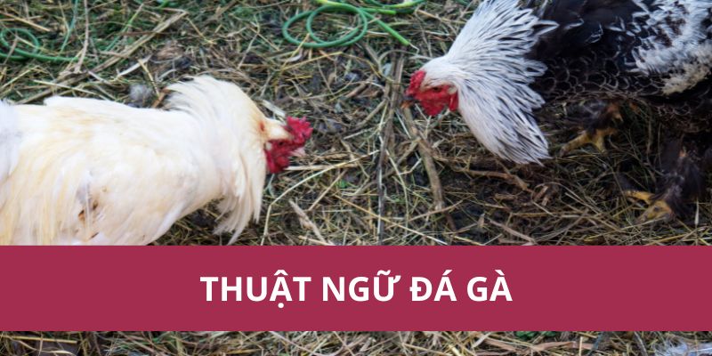 Thuật Ngữ Đá Gà: Giải Thích Các Khái Niệm Quan Trọng